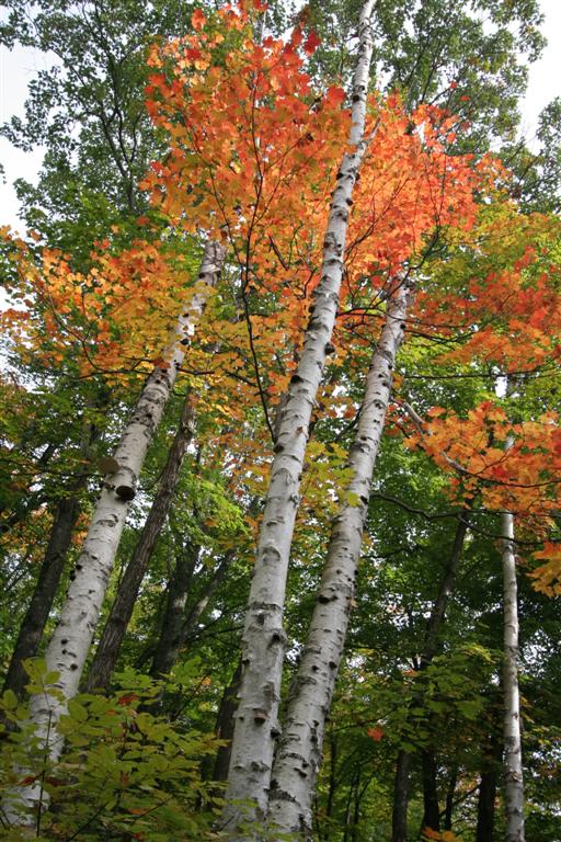 Three Sisters Birch Trees Birch Trees in Mackenzie King Estate, Quebec