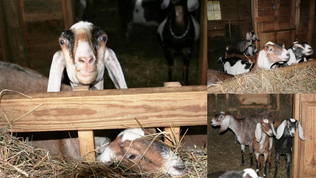 Trevin's goats waiting in line to be milked