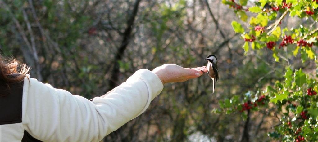 Hand feeding the chickadees