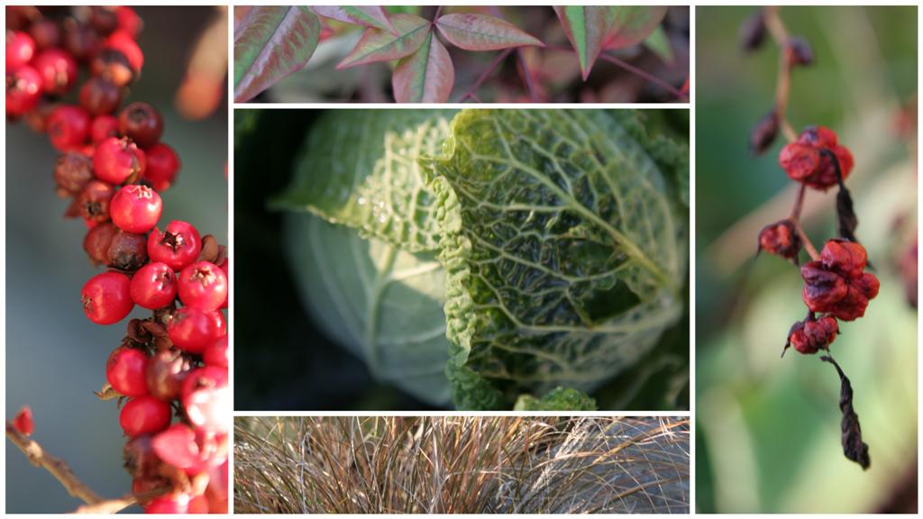 December 2009 Garden (Large) Clockwise from top left: Rockspray Cotoneaster (Cotoneaster horizontalis), Heavenly Bamboo (Nadina Domestica), Crocosmia Seed Heads (Emily Mackenzie), Ornamental Grasses. Center: Winterfurst Savoy Cabbage