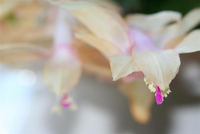 Christmas cactus flower close up