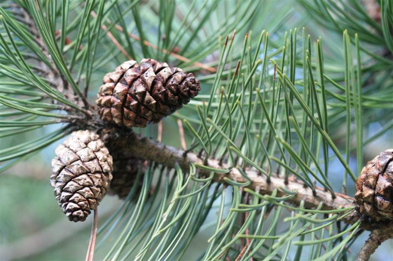 close up of Scotch pine cones and needles