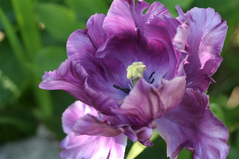 Purple Parrot Tulip