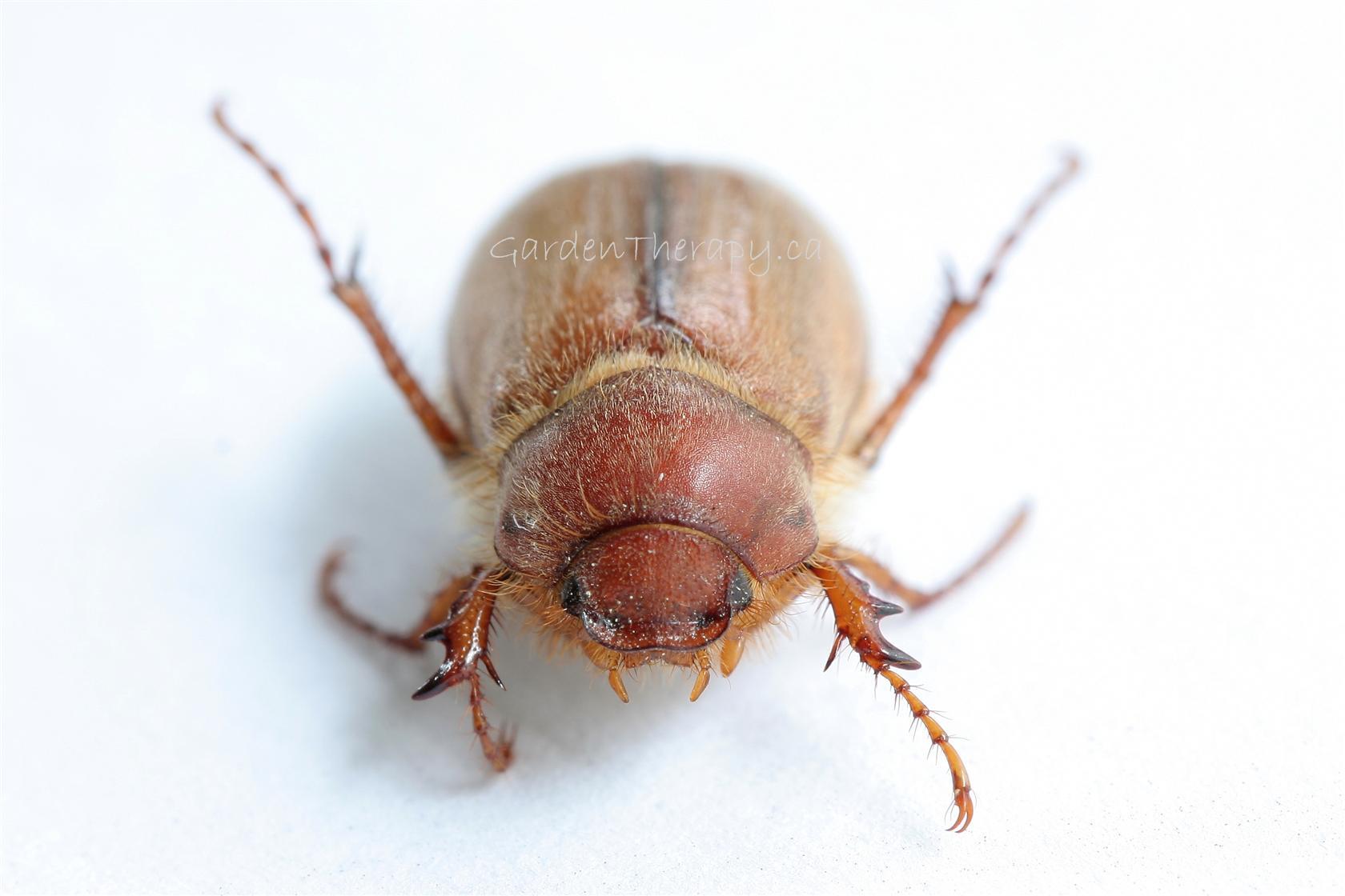 Up Close with the European Chafer Beetle