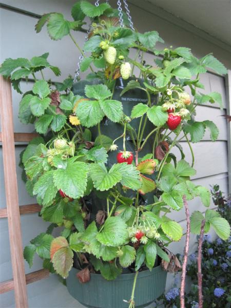 Weekend Project Hanging Strawberry Planter Garden Therapy