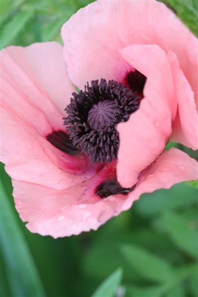 pink poppy flowers