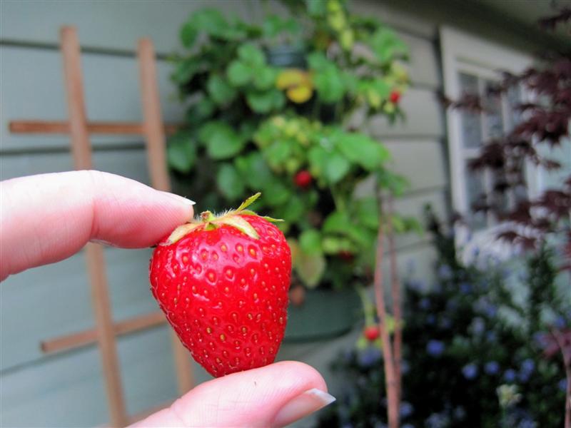 Strawberry from Hanging Planter