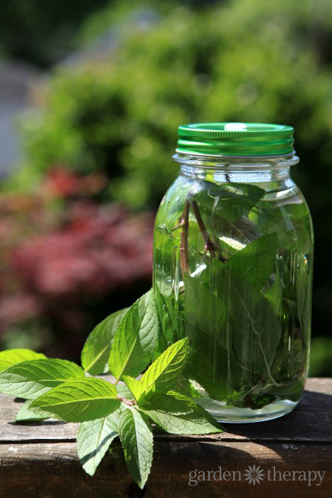 fresh mint leaves in a Mason jar sitting in the sun outside