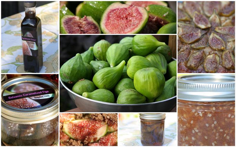 Fig Recipes