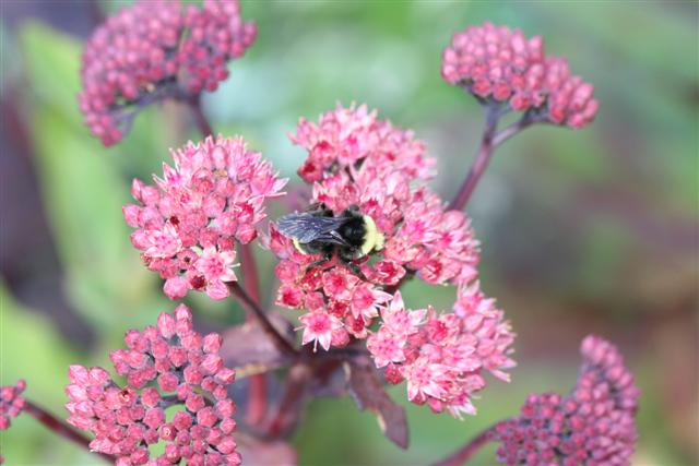 Sedum 'Autumn Joy' 