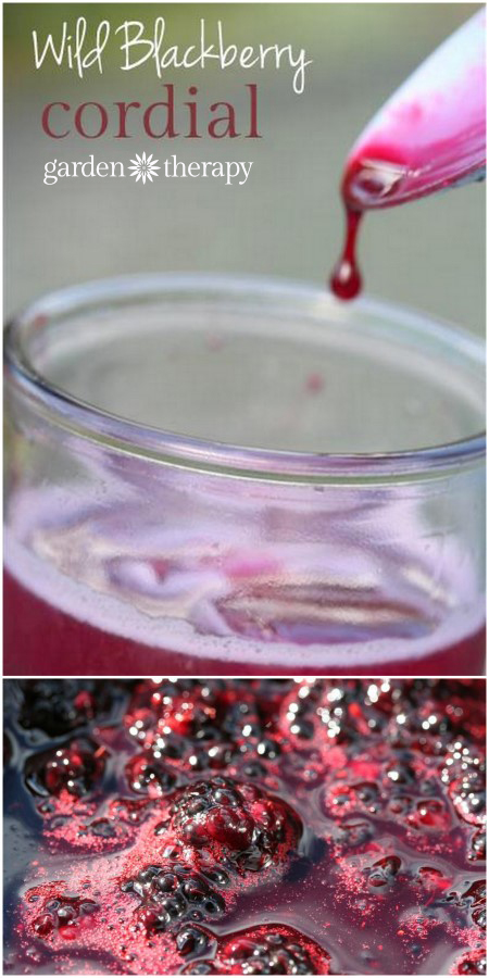 Wild Blackberry Cordial Recipe - pick wild berries then make this syrup for sodas and cocktails