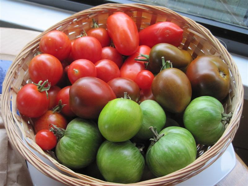 wicker bowl of red and green tomatoes freshly harvested