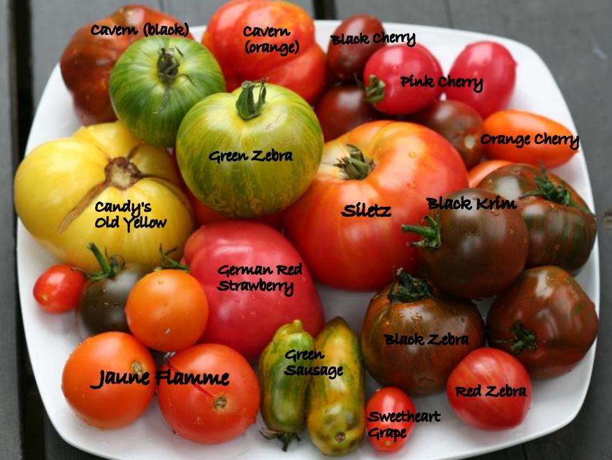 Are Heirloom Tomatoes Hard To Grow