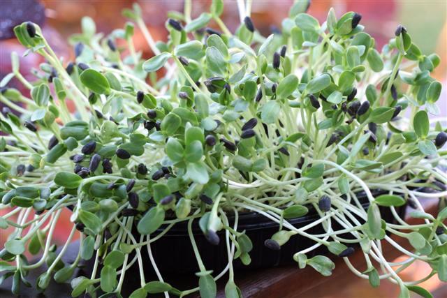 Sunflower sprouts