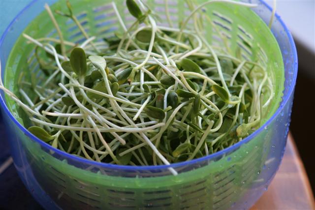 Sunflower sprouts