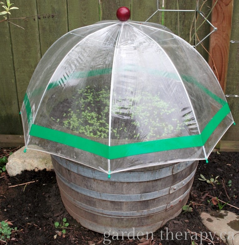 umbrella in a barrel acting as a mini greenhouse