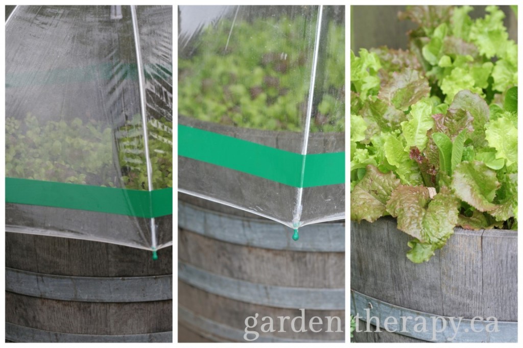Umbrella Greenhouses Growing Lettuce
