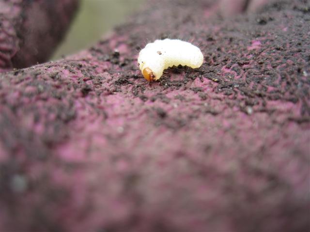 strawberry root weevils as garden pests