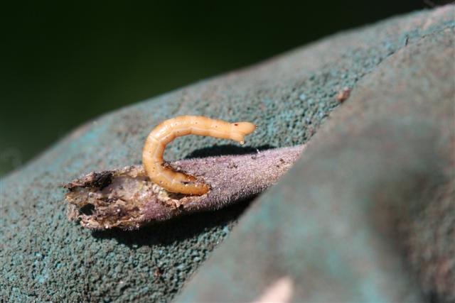 Wireworms and how to make a wire worm trap