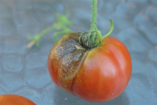 should you cut off blight on tomatoes