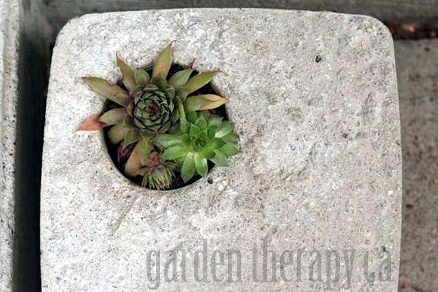 Concrete Garden Planter with Sedum
