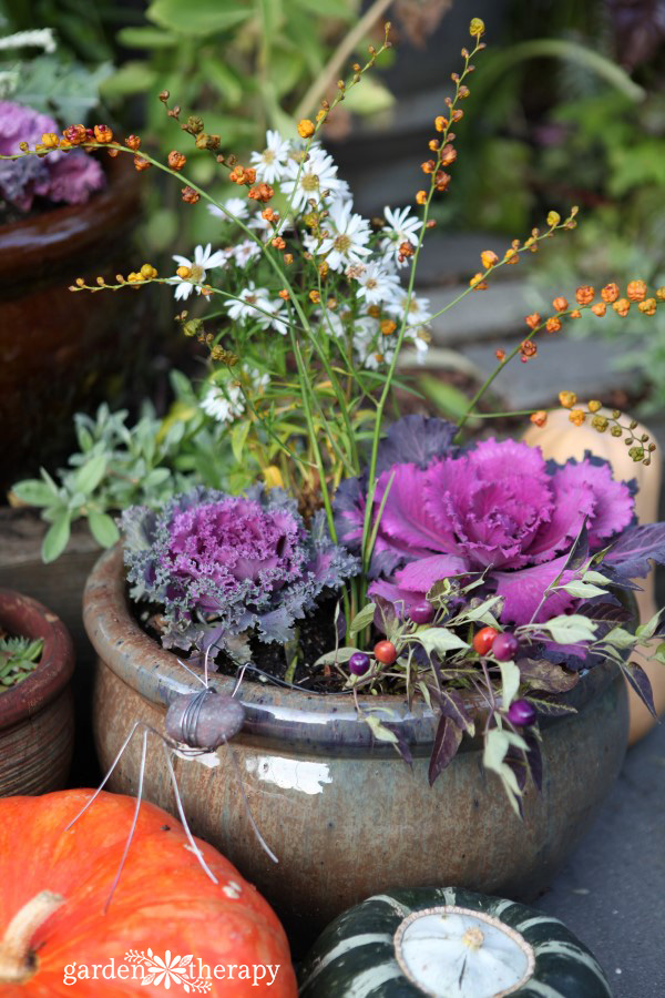 Rock spiders are perfect to adorn fall containers.