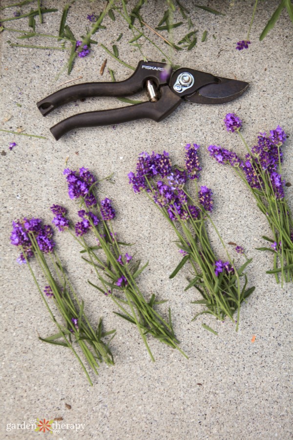 lavender bundles for wreath making