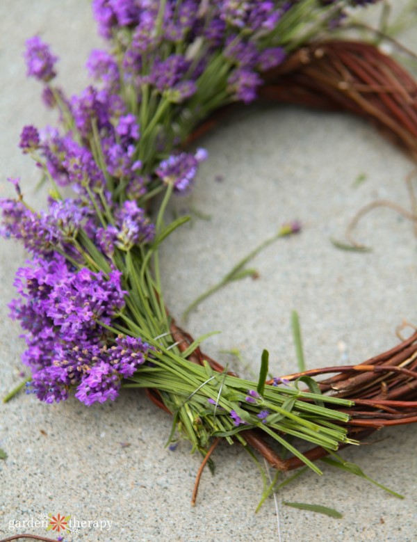 Making a lavender wreath