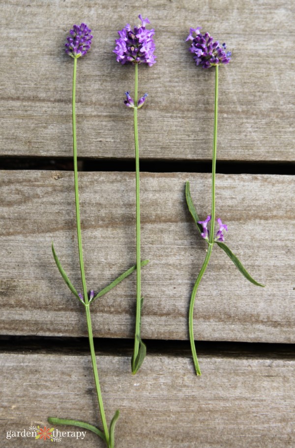 know when to harvest lavender - a visual of the budding stages of lavender