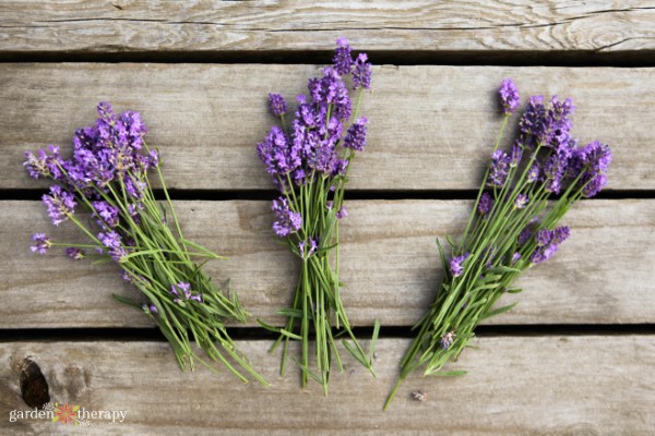 fresh lavender from the garden