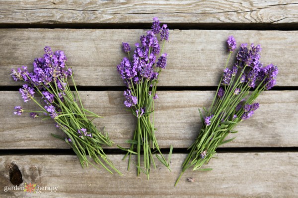 fresh lavender bundles from the garden