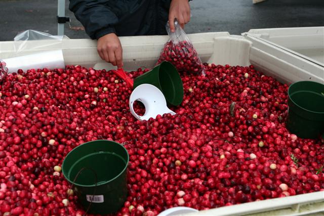 Touring the cranberry bogs in BC