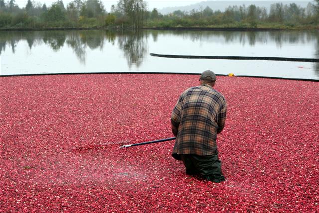 Touring the cranberry bogs in BC