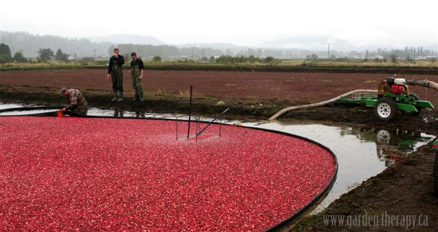 Touring the cranberry bogs in BC