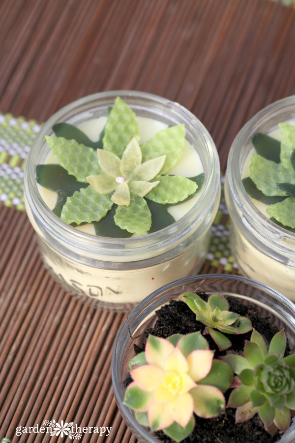 beeswax succulents in a jar