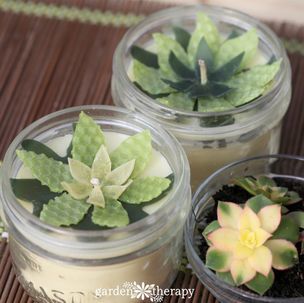 succulent candles