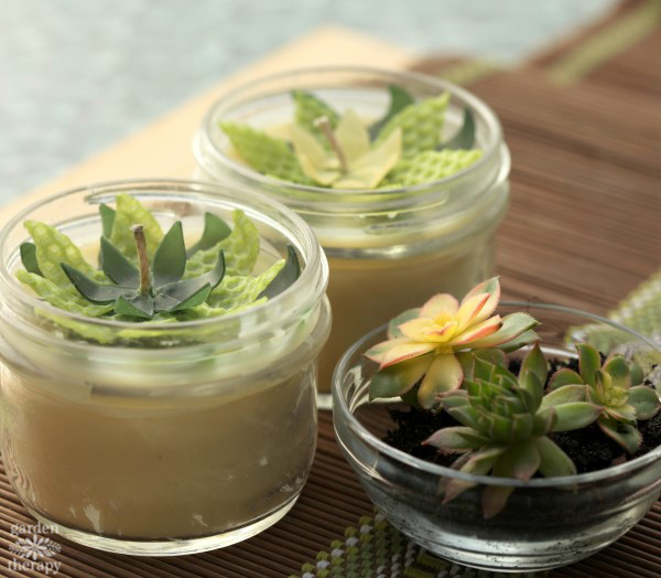 Succulent candles