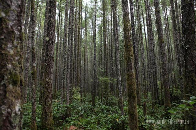 Una foresta di alberi ad alto fusto funge da luogo meraviglioso per imparare a realizzare una ghirlanda con materiali raccolti.