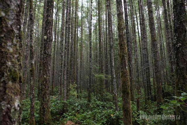 A forest of tall trees serves as a wonderful spot to learn how to make a wreath from foraged materials.