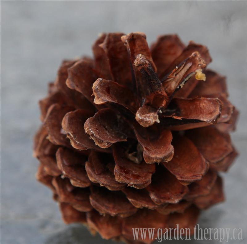 How to make pine cone bird feeders