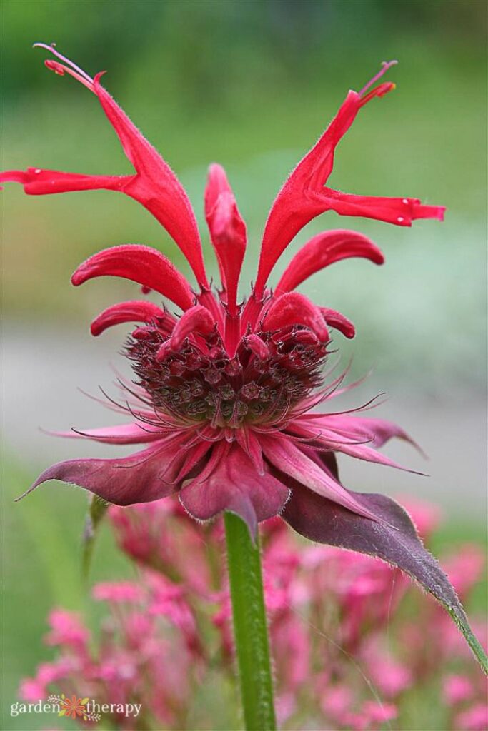 Close up of a pink Bee balm Monarda plant 