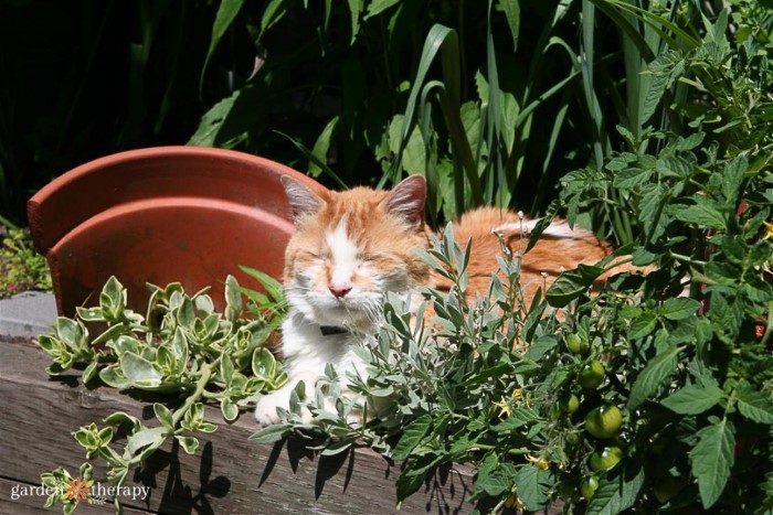 cat relaxing in a garden bed