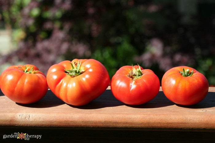 Garden Tomatoes in a Row