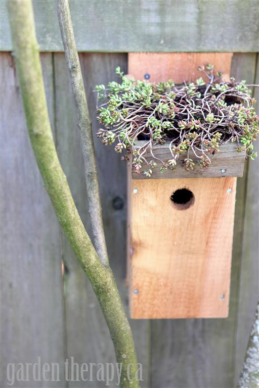 Green Roof Birdhouse DIY and lots of other ways to organically control pests in your garden