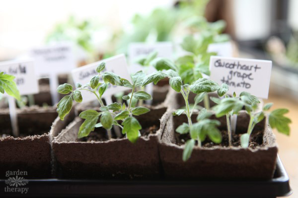 seed starting tomatoes