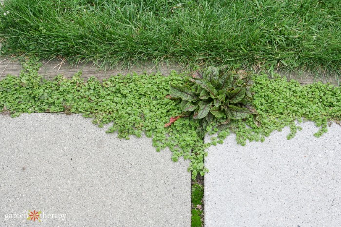 Edible plants growing between patio pavers