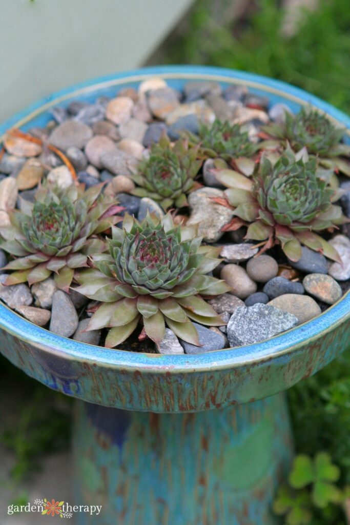 Succulents in a Birdbath