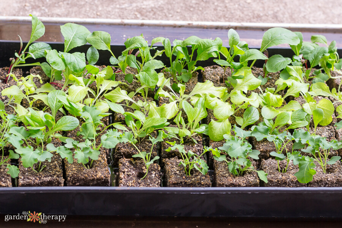 soil blocks used for seed starting in a garden