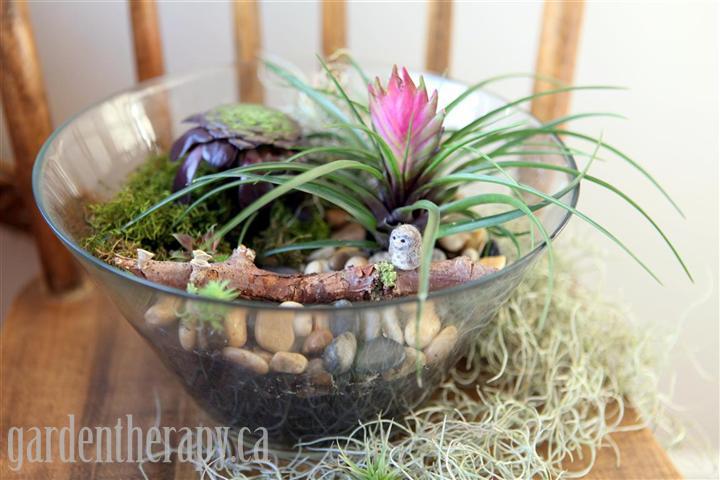 How to make a salad bowl terrarium