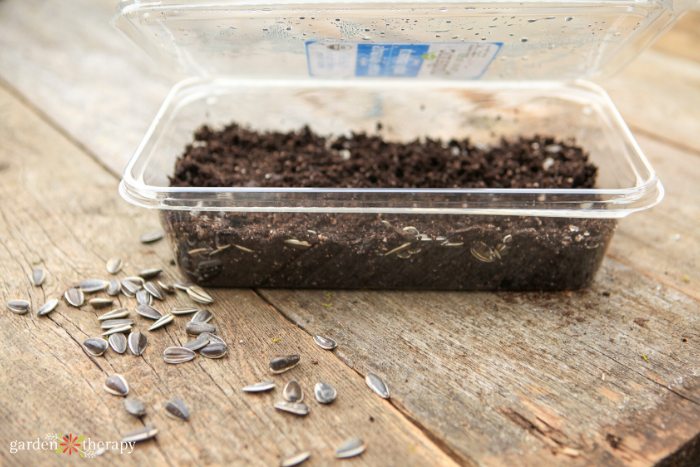 plastic salad green container converted into a diy greenhouse for seed starting